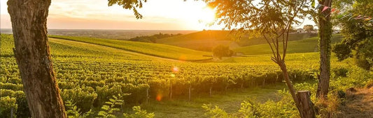 The sun setting over a vineyard in Bordeaux