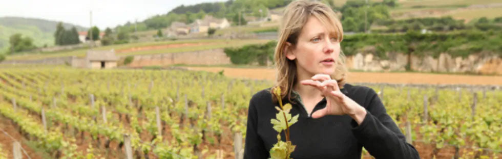 What is the Colour and Taste of Beaujolais Wine?