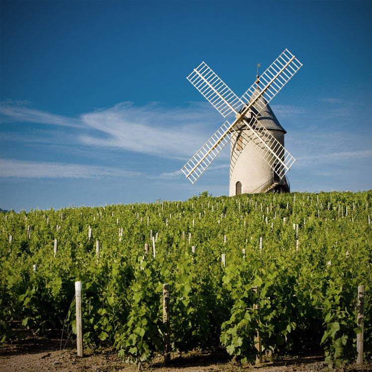 French Wines