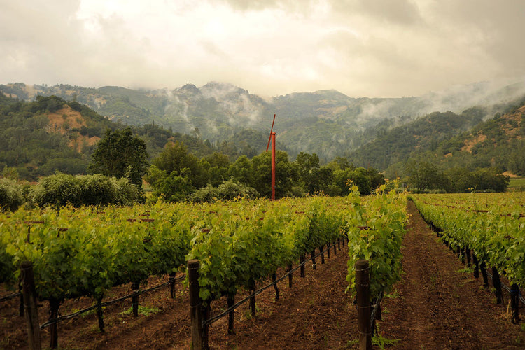 Eisele Vineyard