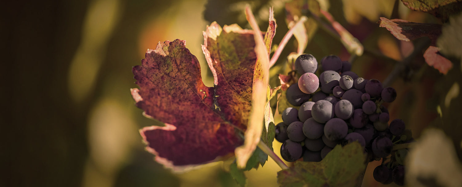 Drink Now Autumn Burgundy