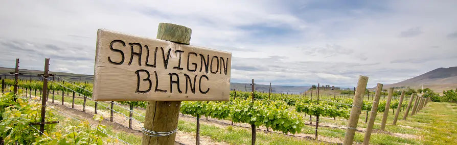 Vineyard sign saying Sauvignon Blanc