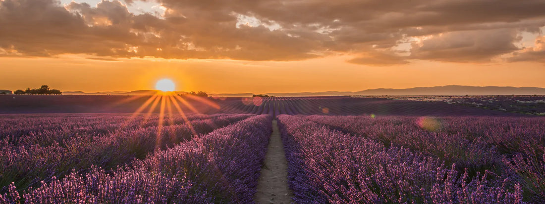 The sun setting over a beautiful field of lavendar
