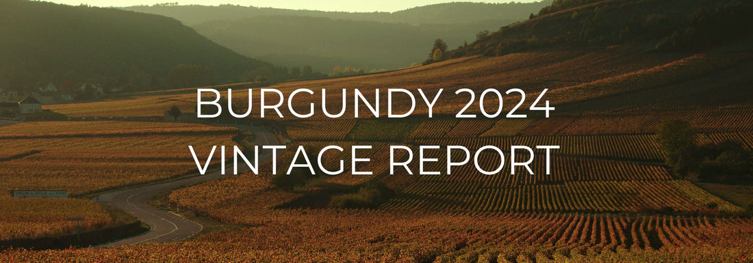 Burgundy 2024 Vintage Report
