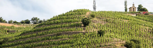 Vines straddling the a hillside in the Rhone Valley