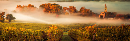 A misty Bordeaux vineyard