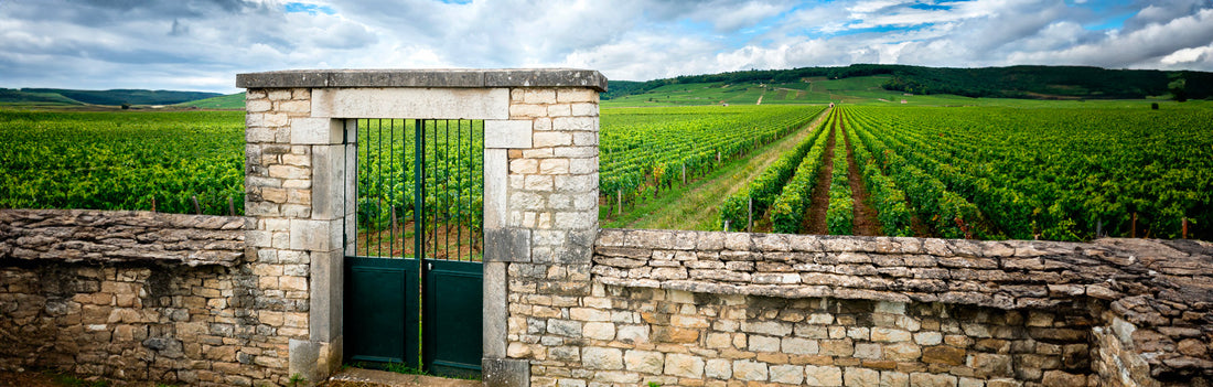 Burgundy 2021 En Primeur preview