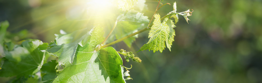 Grape vines in the sun