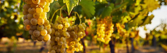 White Wine Grapes on the vine