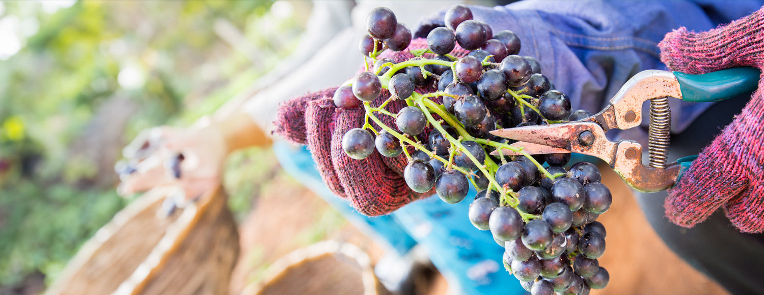 Vegetarian wine