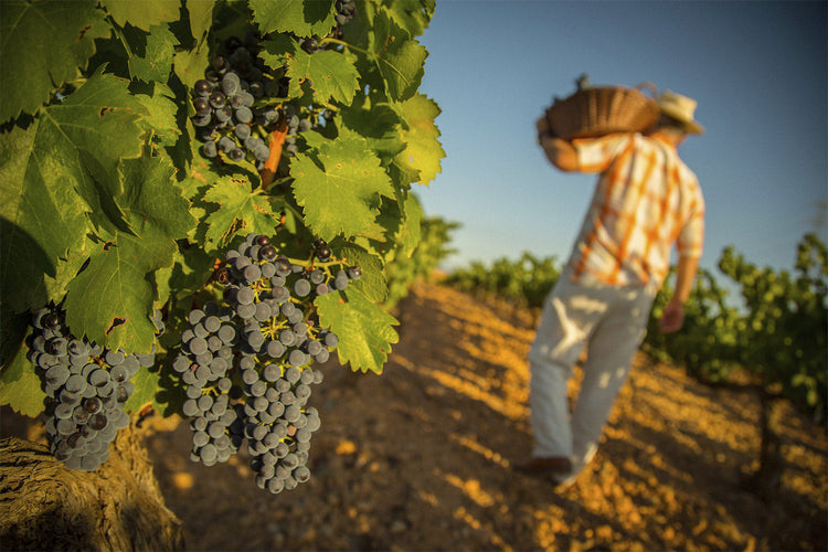 Bodegas Anadas Care
