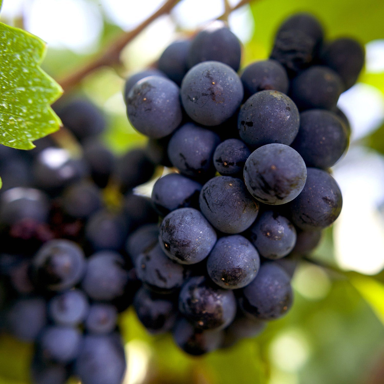 Pinot Noir/Pinot Nero