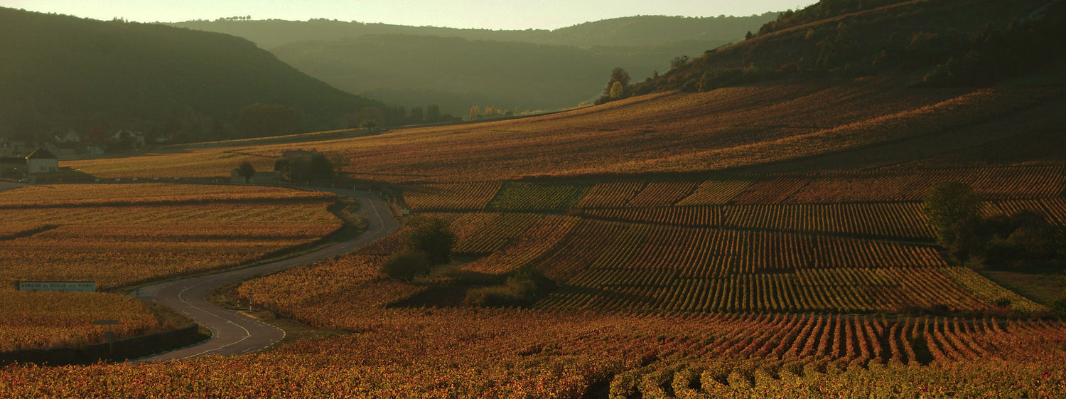 BURGUNDY 2024 EN PRIMEUR