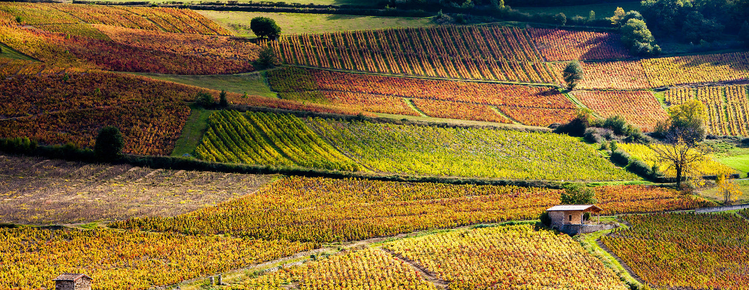 Burgundy 2022 En Primeur: The Growers