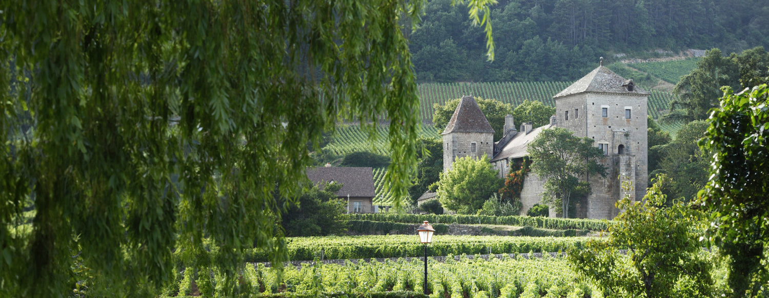 BURGUNDY EN PRIMEUR