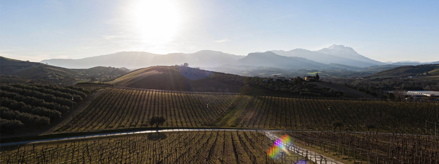 Ciavolich Tasting: The Wines