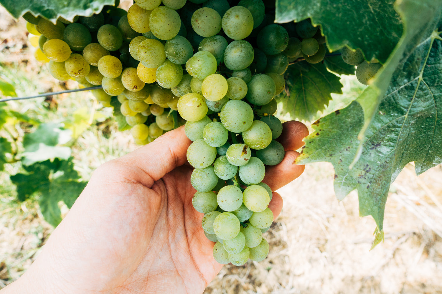 Grapes